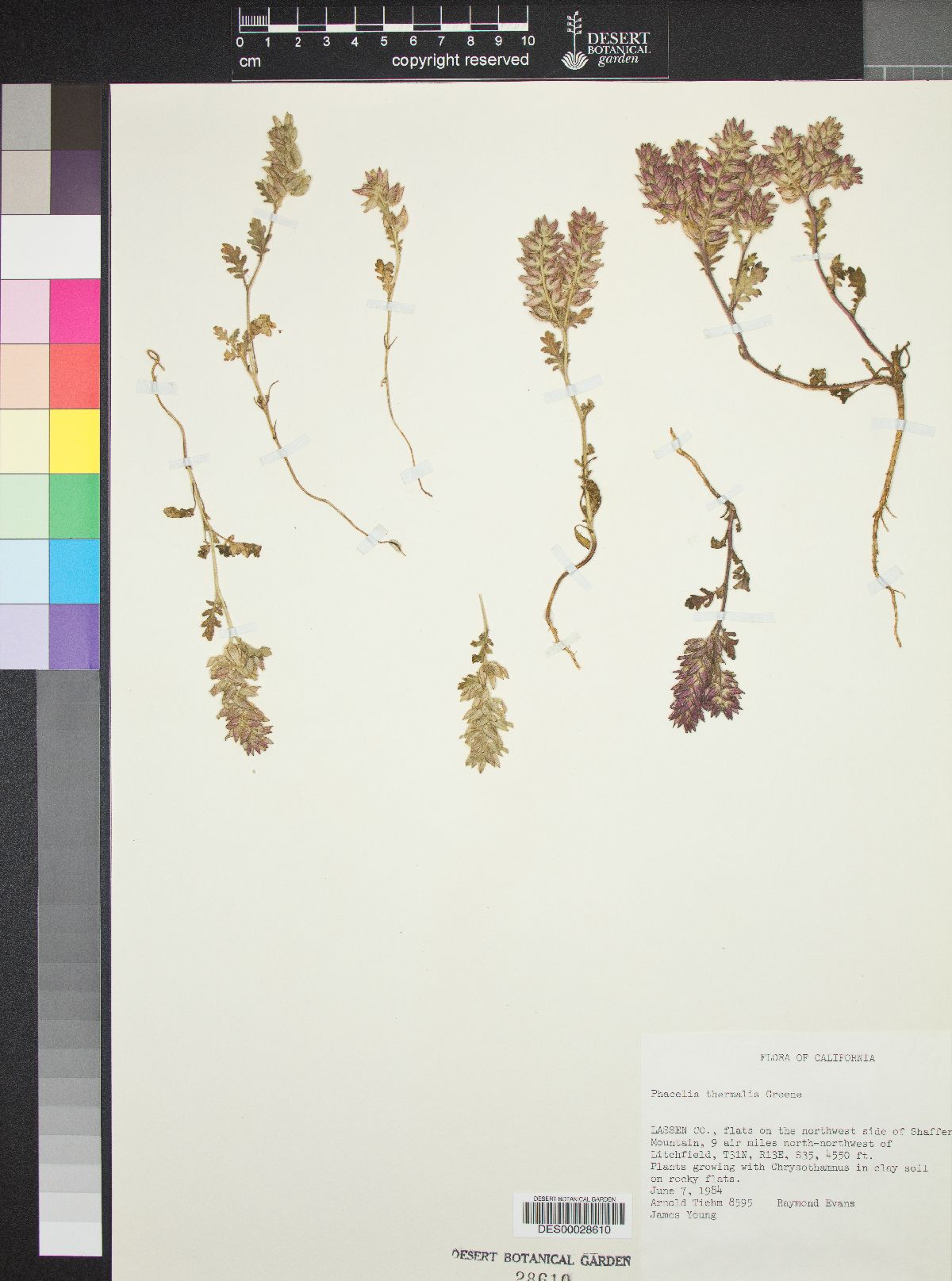 Phacelia thermalis image