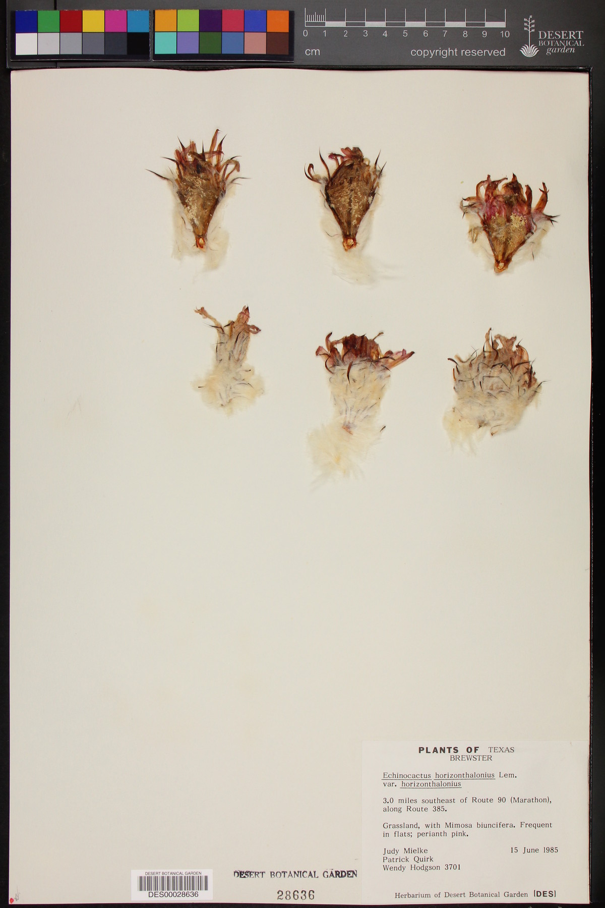 Echinocactus horizonthalonius var. horizonthalonius image