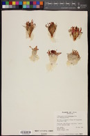 Echinocactus horizonthalonius var. horizonthalonius image