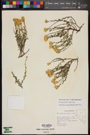 Ericameria discoidea var. discoidea image