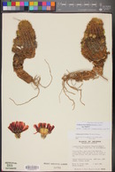 Echinocereus bonkerae image