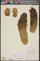 Echinocereus bonkerae image