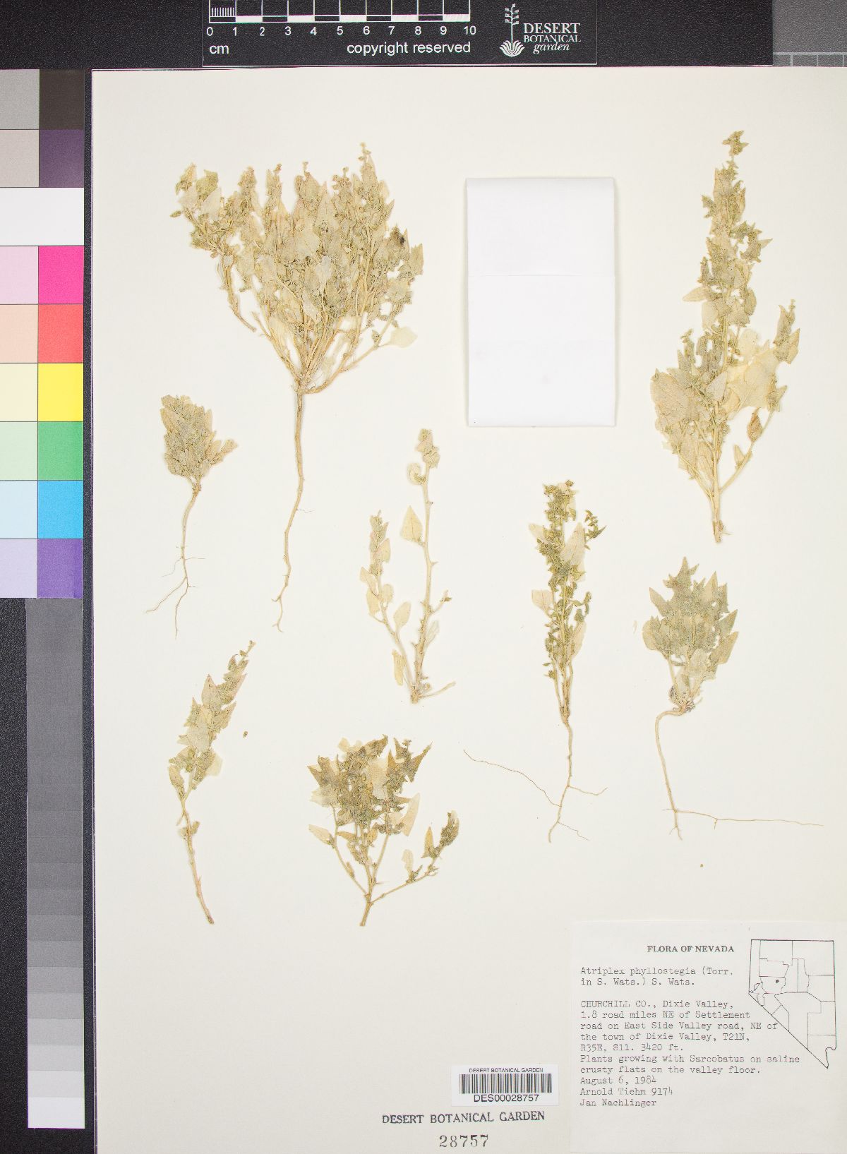 Atriplex phyllostegia image