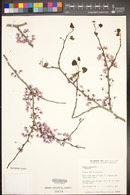 Cercis canadensis image