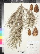 Pinus brutia image