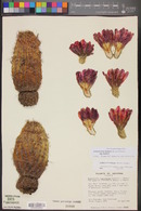 Echinocereus bonkerae image