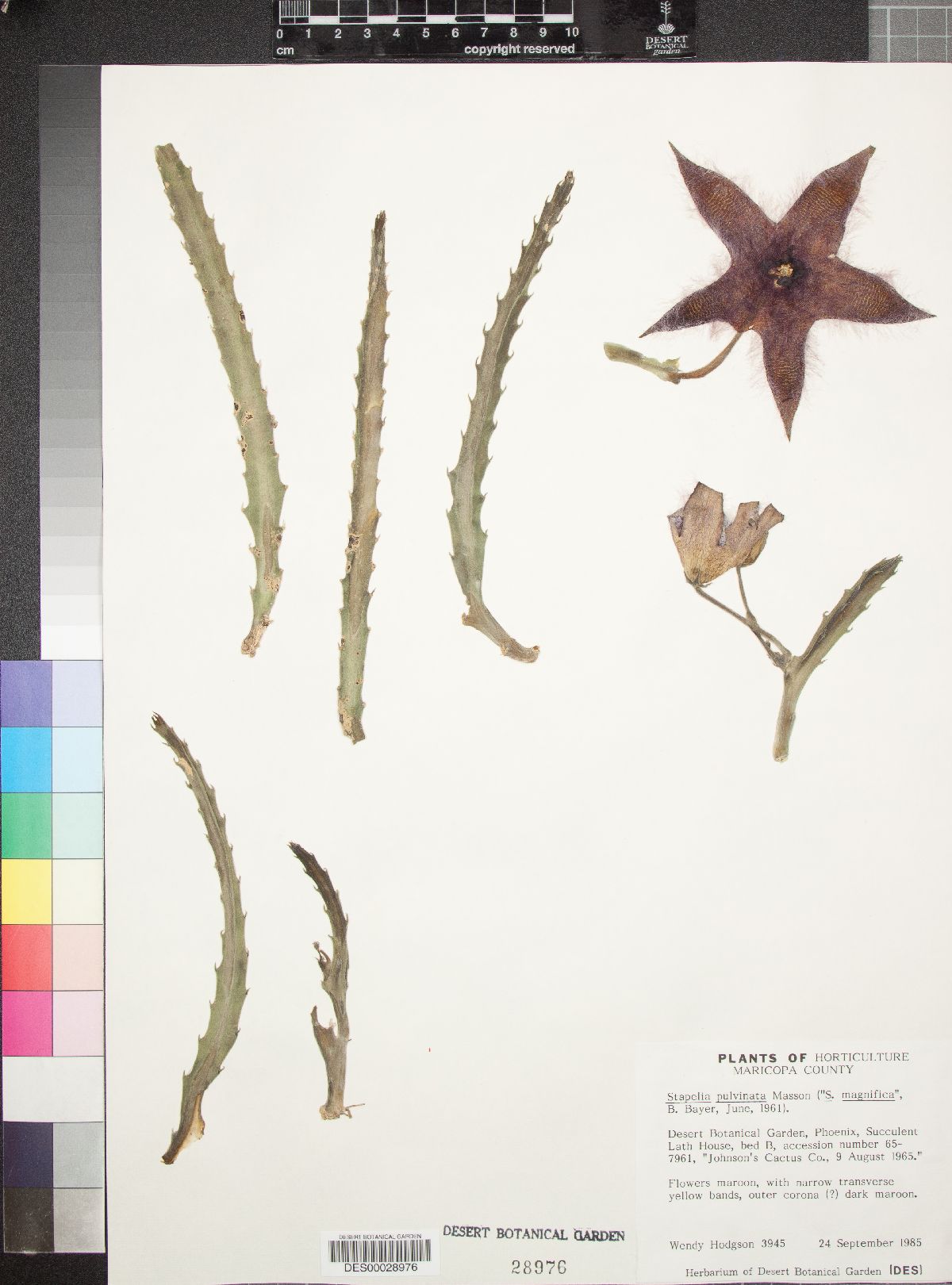 Ceropegia pulvinata image