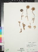 Cheiridopsis candidissima image