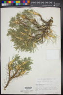 Image of Astragalus brachycentrus