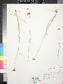 Juncus longistylis image