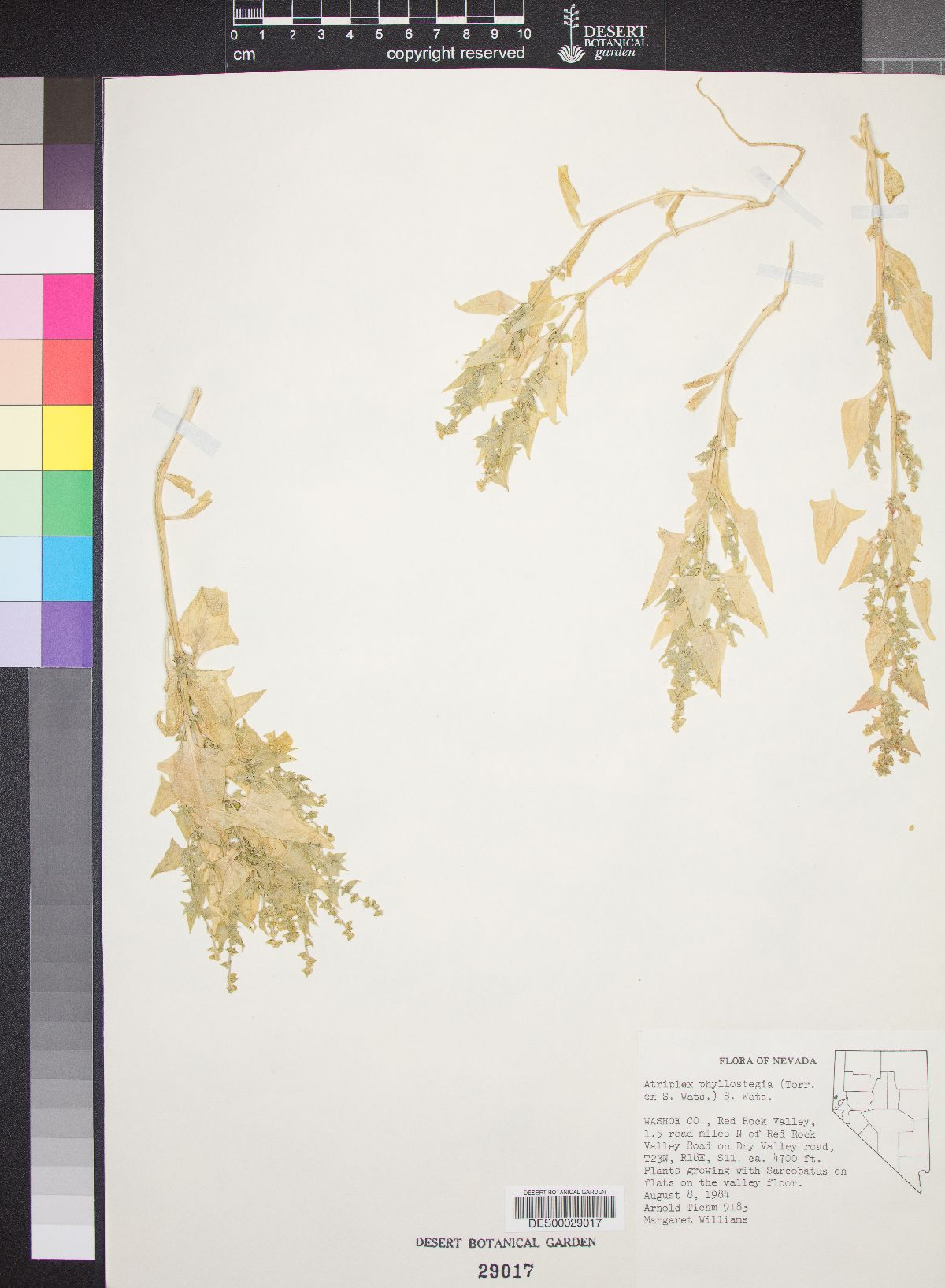 Atriplex phyllostegia image