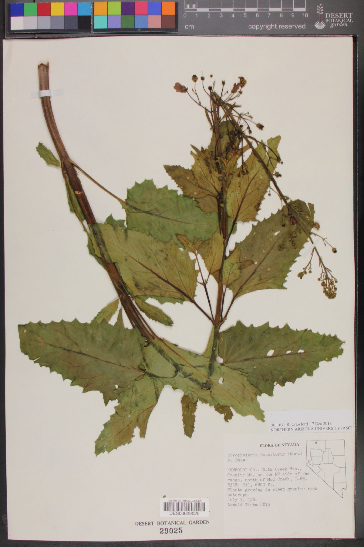 Scrophularia desertorum image