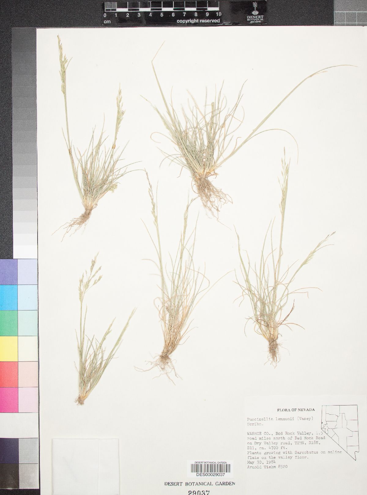 Puccinellia lemmonii image