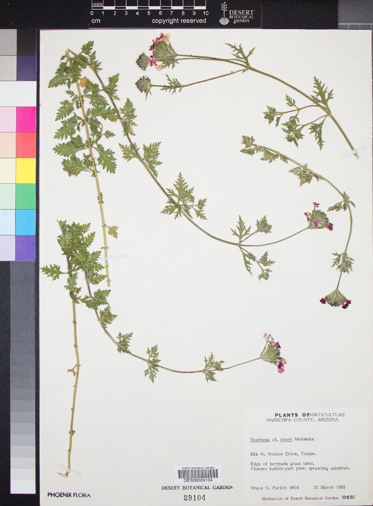 Verbena teasii image