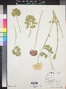 Ranunculus asiaticus image