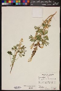 Lupinus concinnus image