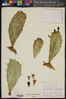 Opuntia quitensis image