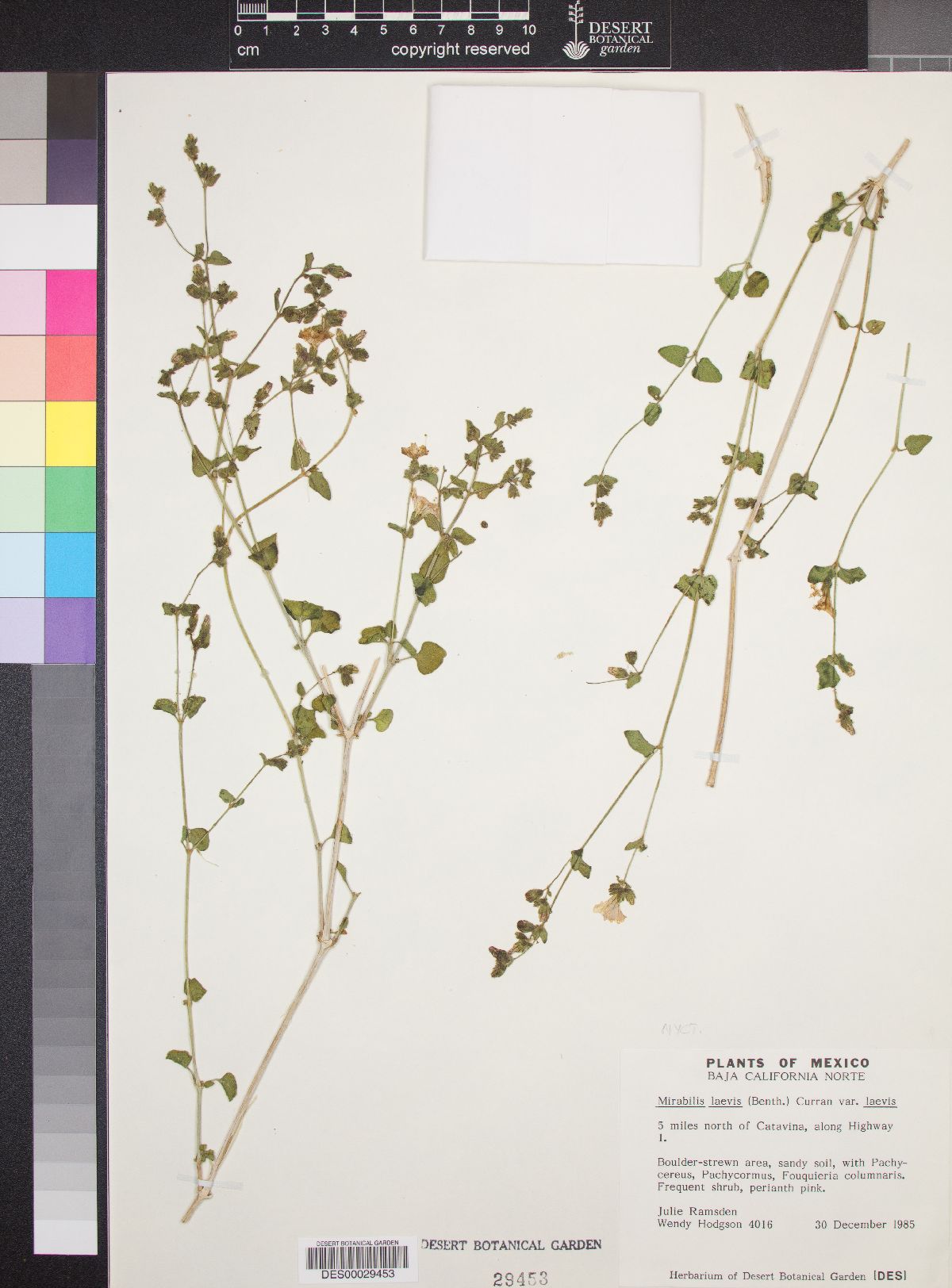 Mirabilis laevis var. laevis image