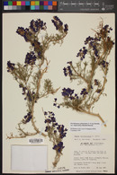 Psorothamnus arborescens var. simplifolius image