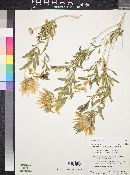 Xylorhiza orcuttii image