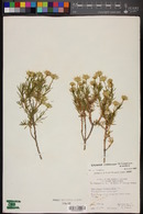 Ericameria linearifolia image