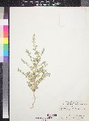 Atriplex serenana image