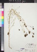 Cordylanthus filifolius image