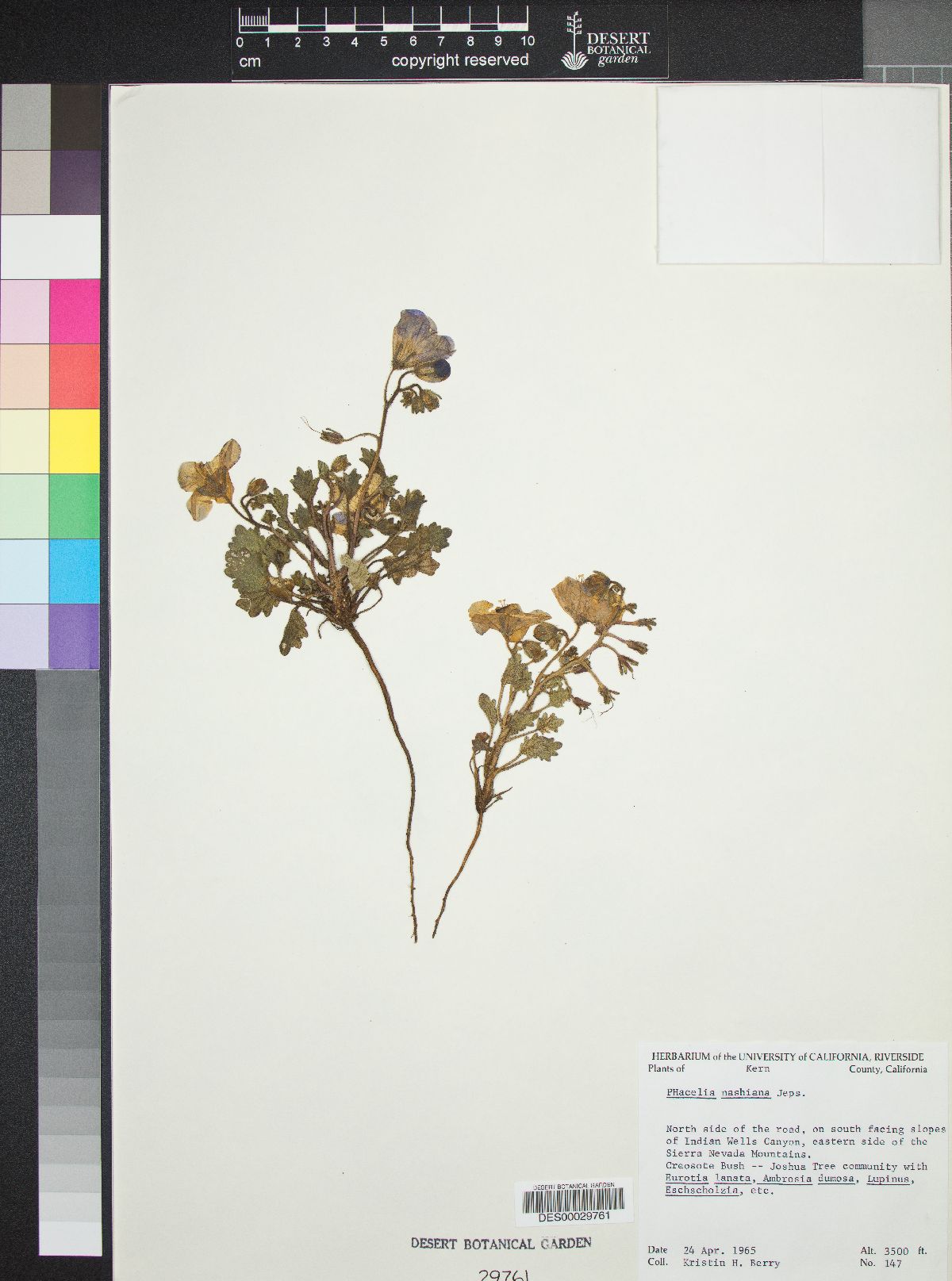 Phacelia nashiana image