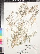 Eragrostis mexicana image