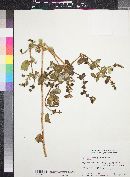 Lonicera subspicata image