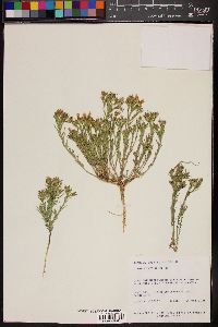 Linum rigidum image