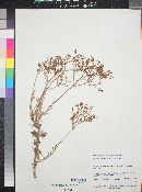 Eriogonum microtheca image