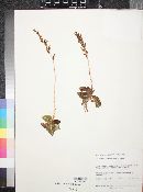 Goodyera oblongifolia image