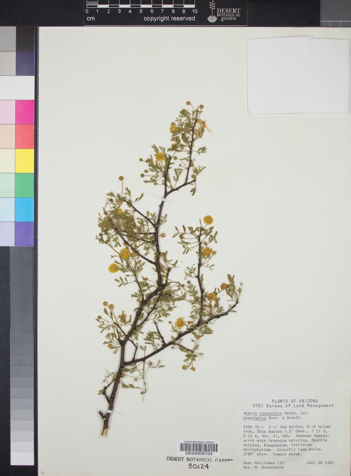 Acacia constricta var. paucispina image