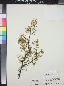 Acacia constricta var. paucispina image