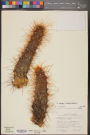 Echinocereus nicholii image