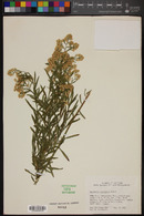 Baccharis thesioides image