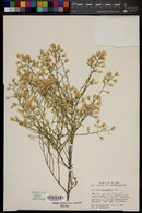 Baccharis brachyphylla image