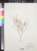 Eriogonum palmerianum image