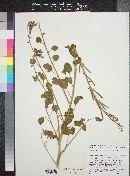 Camissonia cardiophylla subsp. cardiophylla image