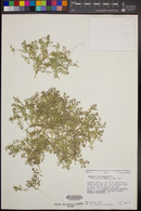 Lepidium lasiocarpum image