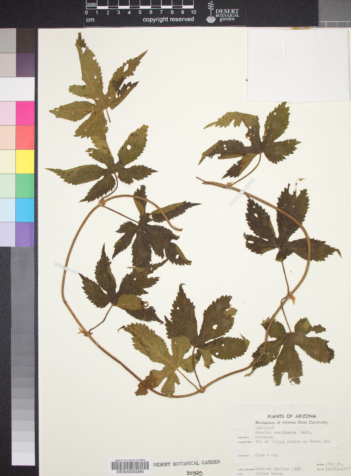 Humulus lupulus var. lupuloides image