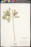 Lonchocarpus hermannii image