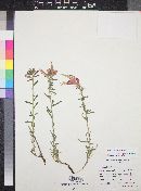 Castilleja tenuiflora image