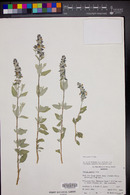 Salvia parryi image