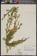 Baccharis sergiloides image