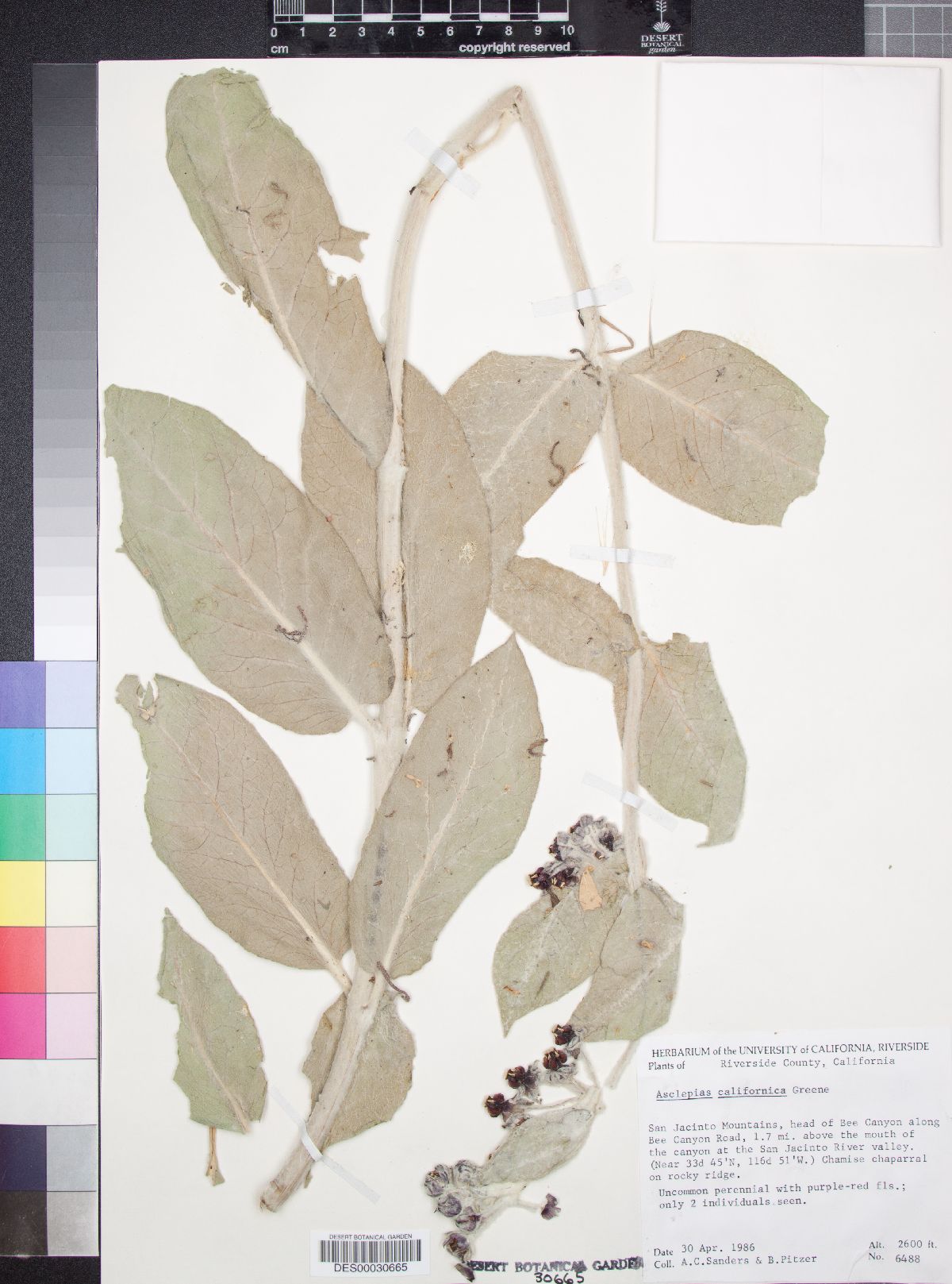 Asclepias californica image