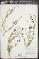 Psorothamnus arborescens image