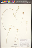 Lotus argophyllus var. argophyllus image