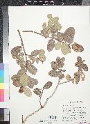 Rhus kearneyi image